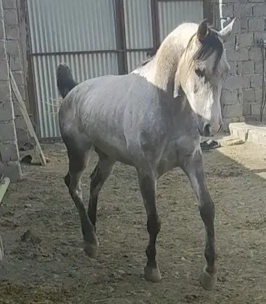 فروش اسب نریان عرب|اسب و تجهیزات اسبسواری|چادگان, |دیوار