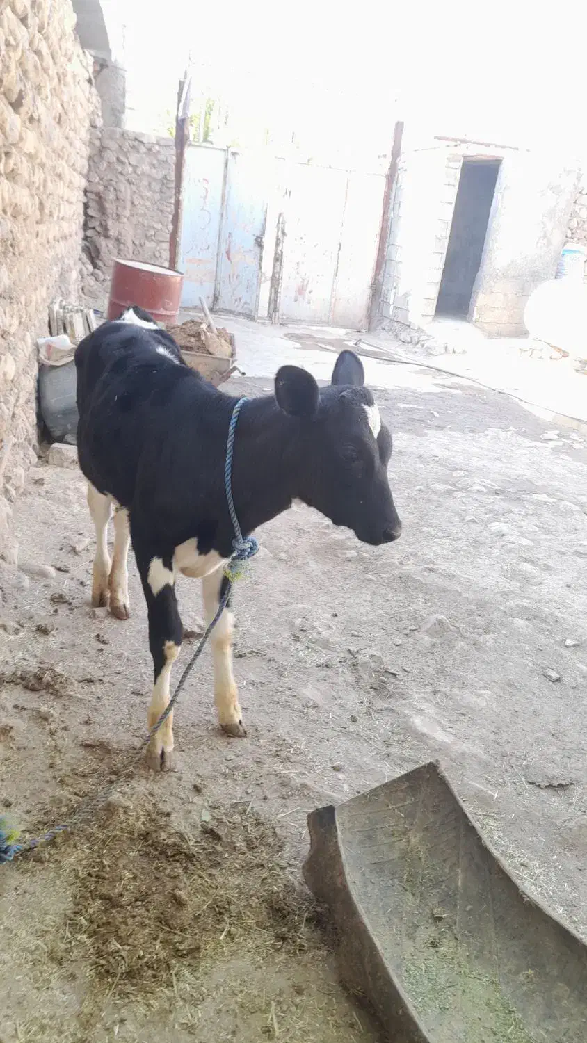 گوساله|حیوانات مزرعه|چگنی, |دیوار