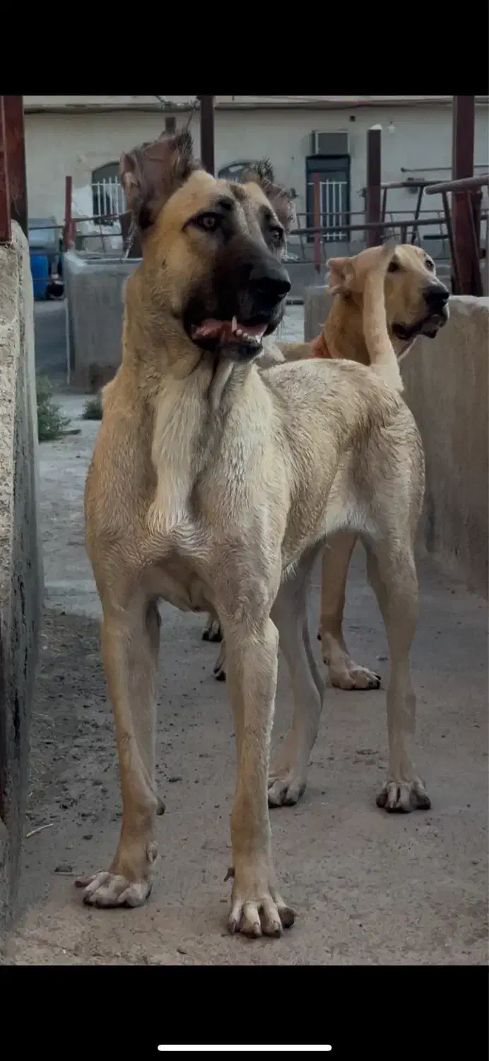 ماده سرابی خالص ۱۸ ماهه|سگ|تهران, آجودانیه|دیوار