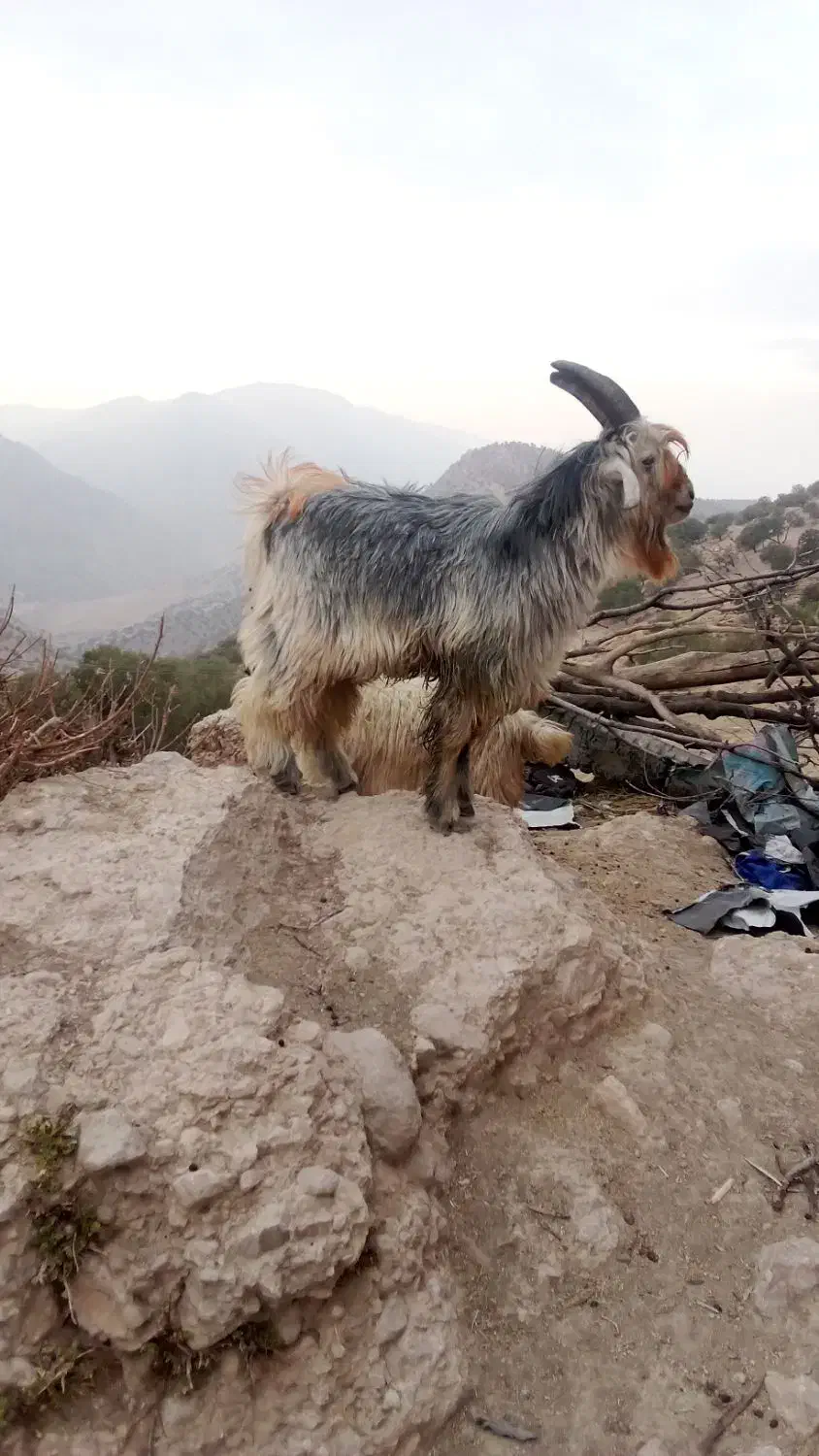 بزغاله|حیوانات مزرعه|میانکوه, |دیوار