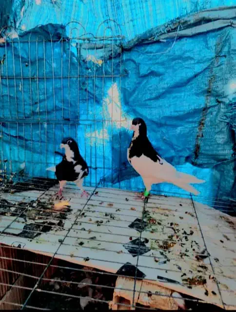 ک.فتر|حراج|شیراز, محراب|دیوار