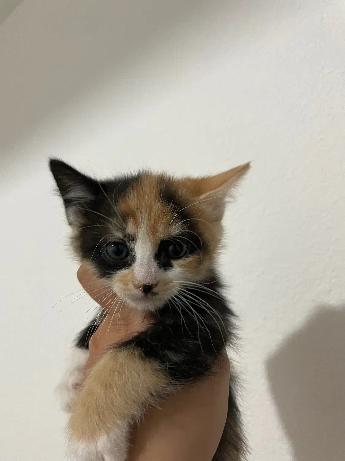 واگذاری بچه گربه رایگان|گربه|صدرا-فارس, فاز ۱|دیوار