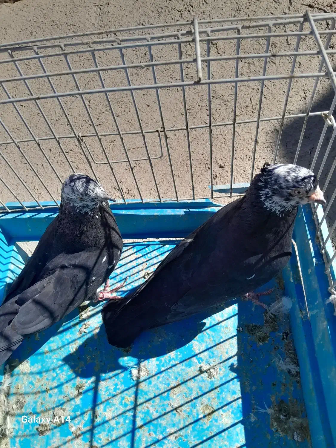 کبوتر کله ماستی|پرنده|مراغه, |دیوار