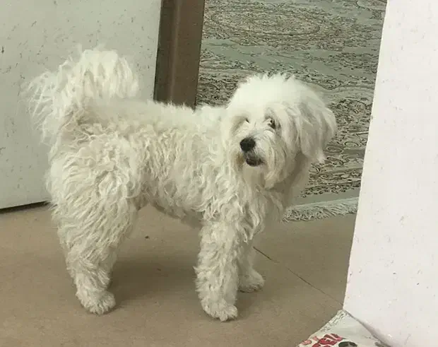 سگ تریر اشپیتز|سگ|بندر انزلی, شیلات|دیوار