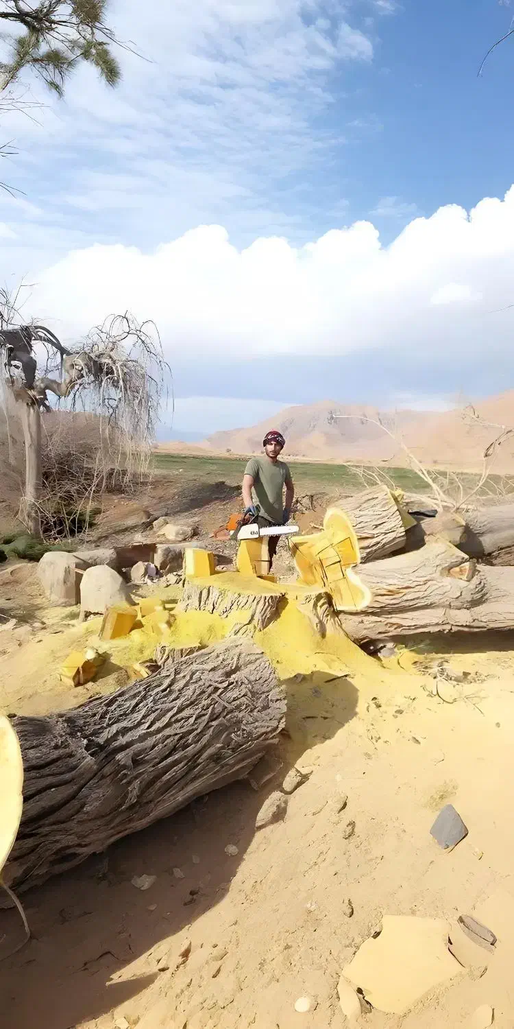 دررخت و چب چوب تیر خشک|خدمات باغبانی و درختکاری|کمیجان, |دیوار