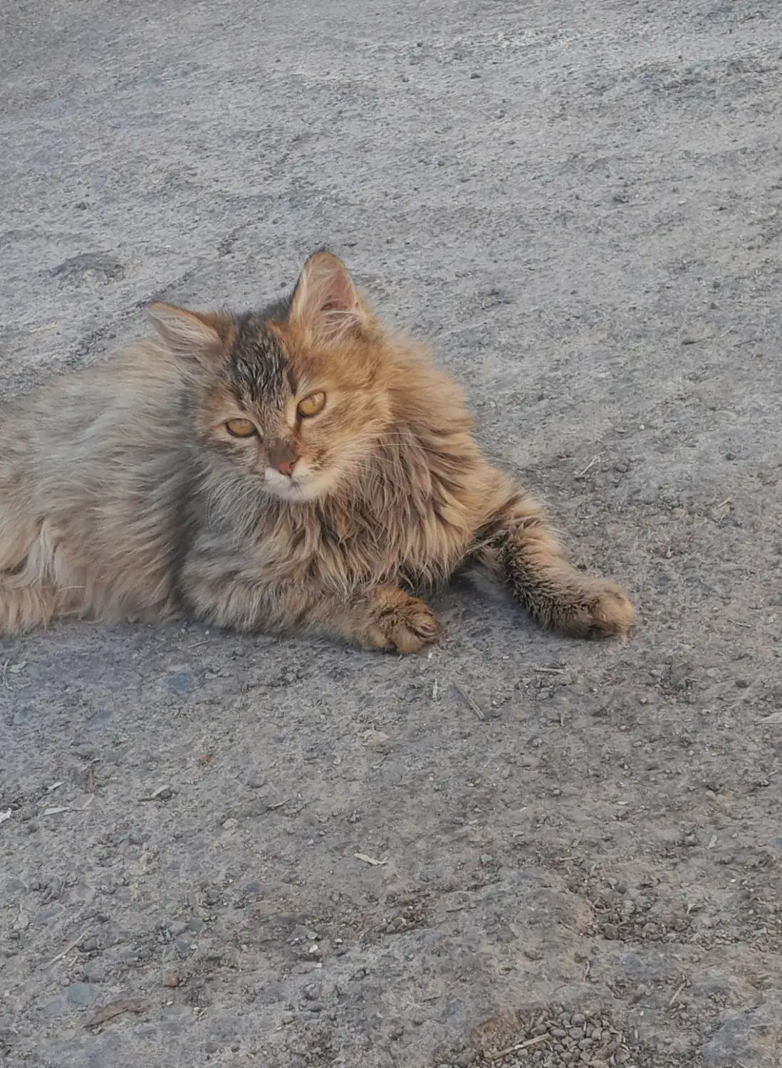 گربه ی زیبا ملوس|گربه|هشتگرد, هشتگرد قدیم|دیوار