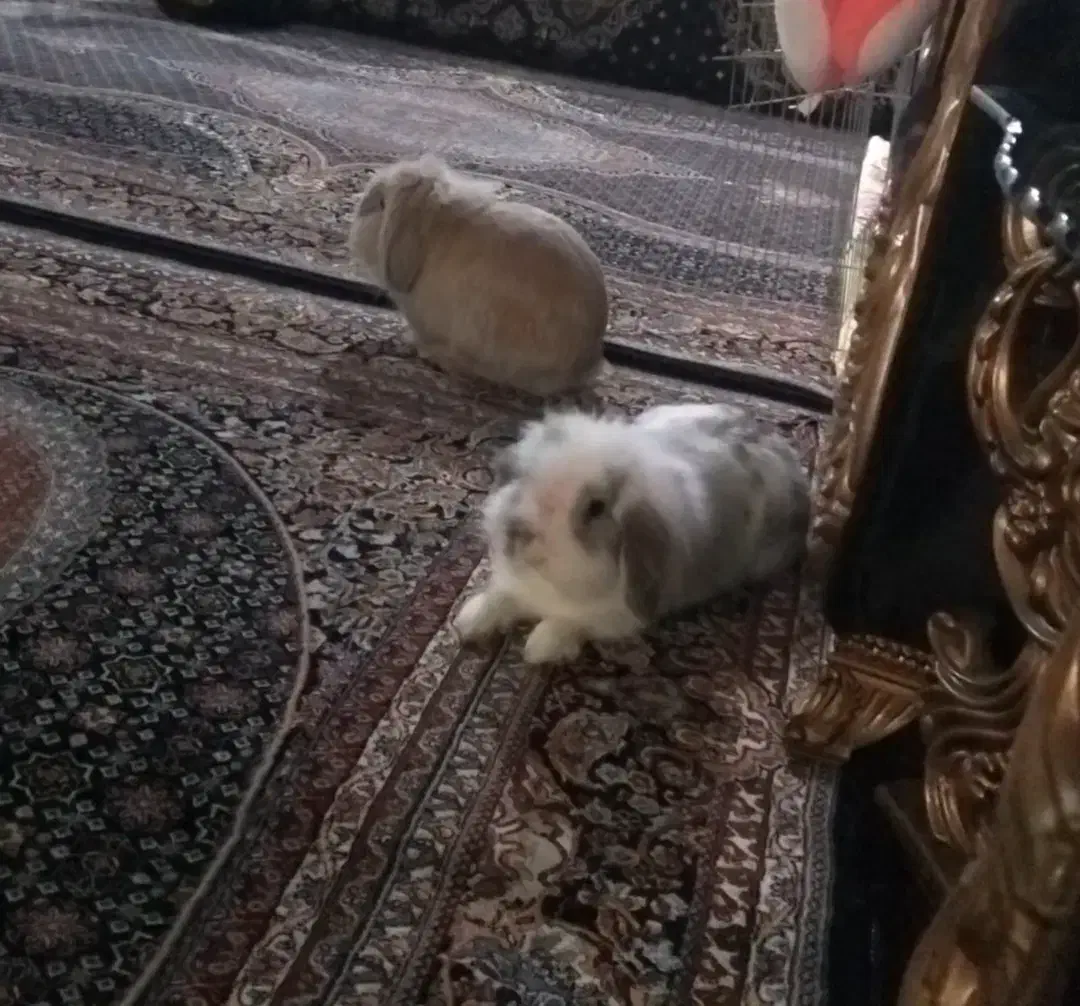 خرگوش لوپ اصل هلندی|موش و خرگوش|سیاهکل, |دیوار