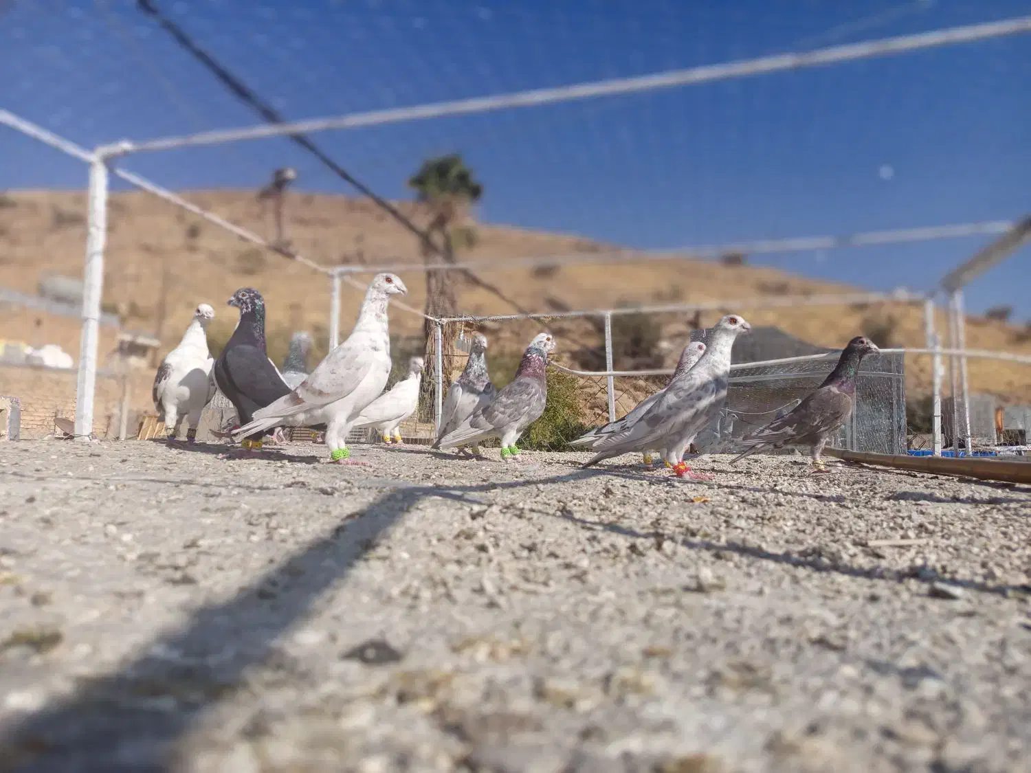 پرند|پرنده|شیراز, نیستان|دیوار