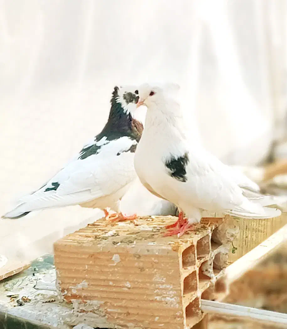 کبوتر.کفتر.معاوضه|پرنده|مشکین‌دشت, |دیوار