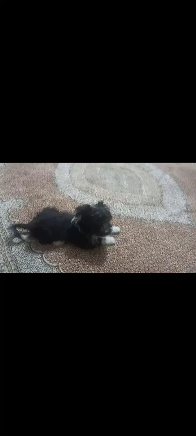 گمشده|حیوانات|اراک, |دیوار