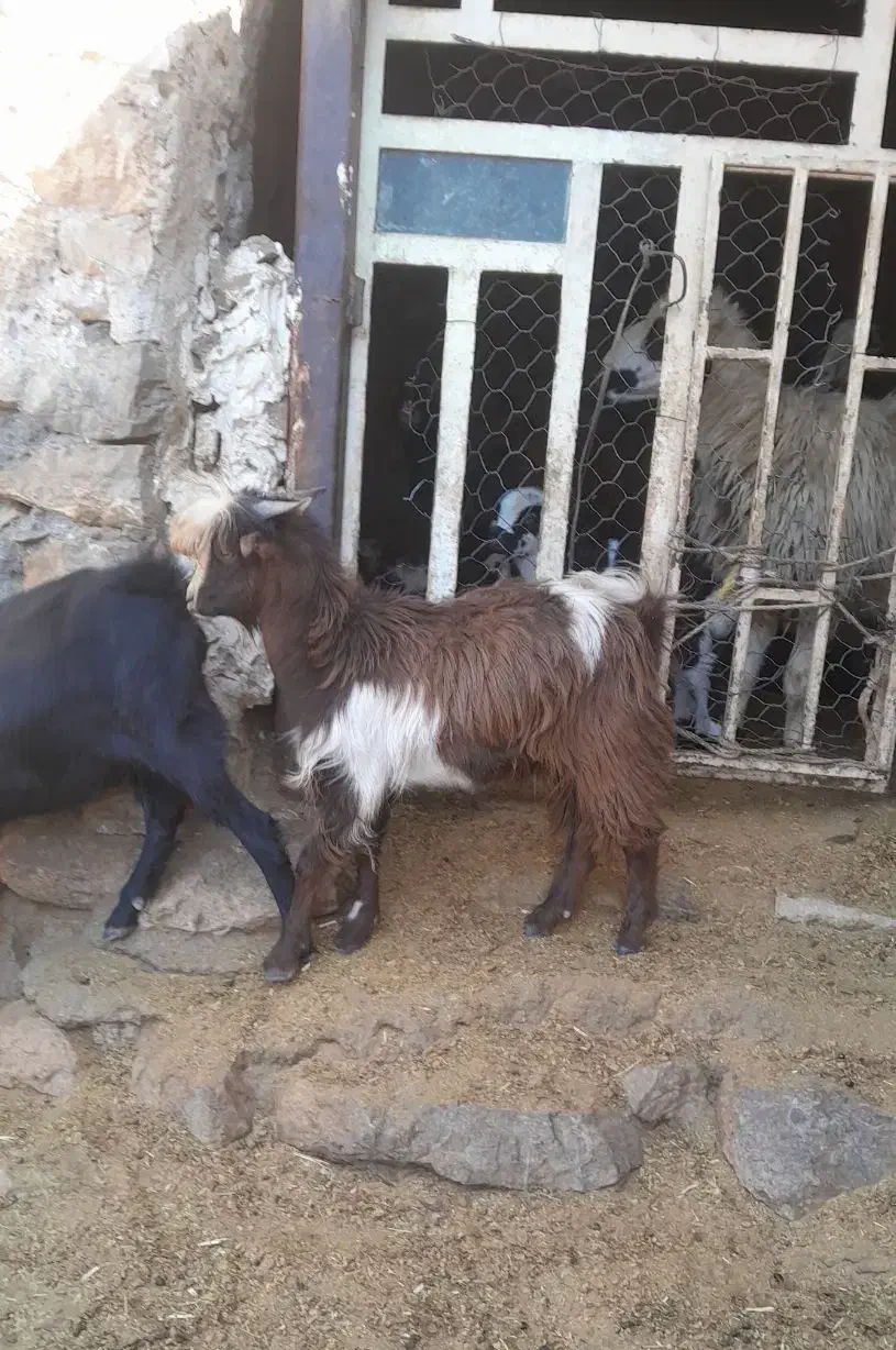 چپیش نر|حیوانات مزرعه|چگنی, |دیوار