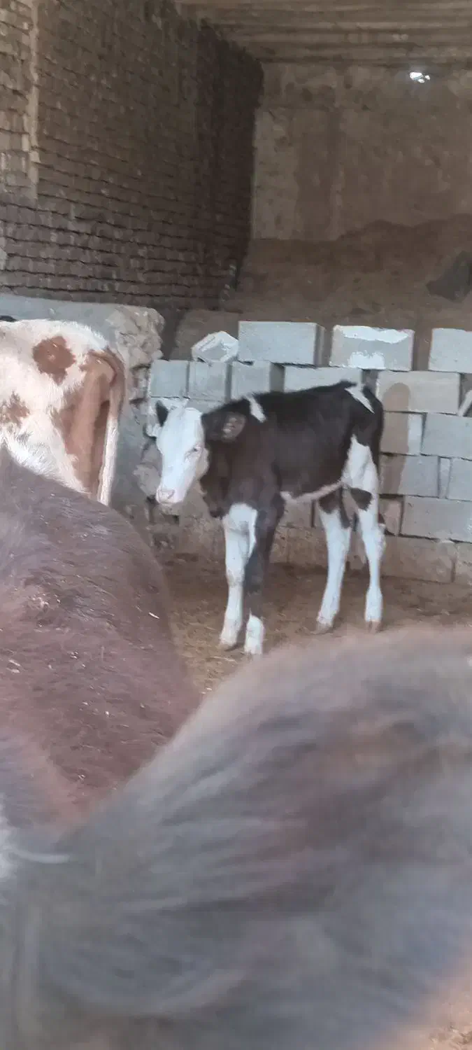 گاو و گوساله.گوساله نر وماده سیمینتال|حیوانات مزرعه|کوهنانی, |دیوار