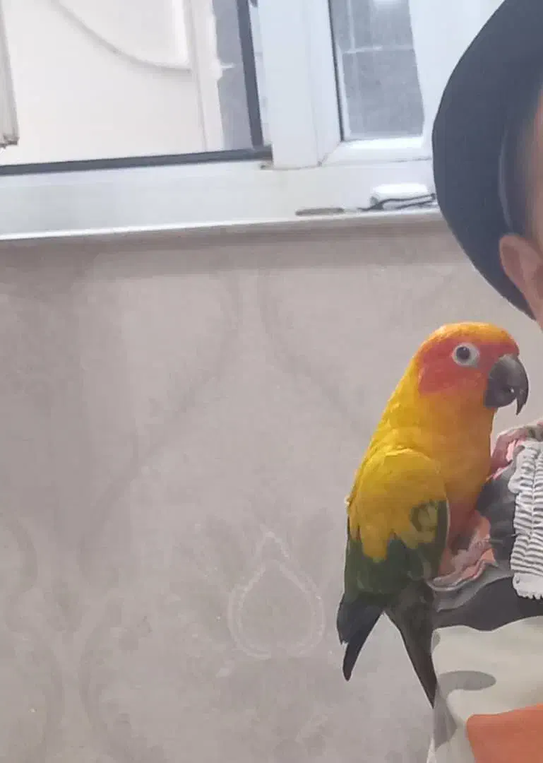 گمشده پرنده خورشیدی|حیوانات|تبریز, |دیوار