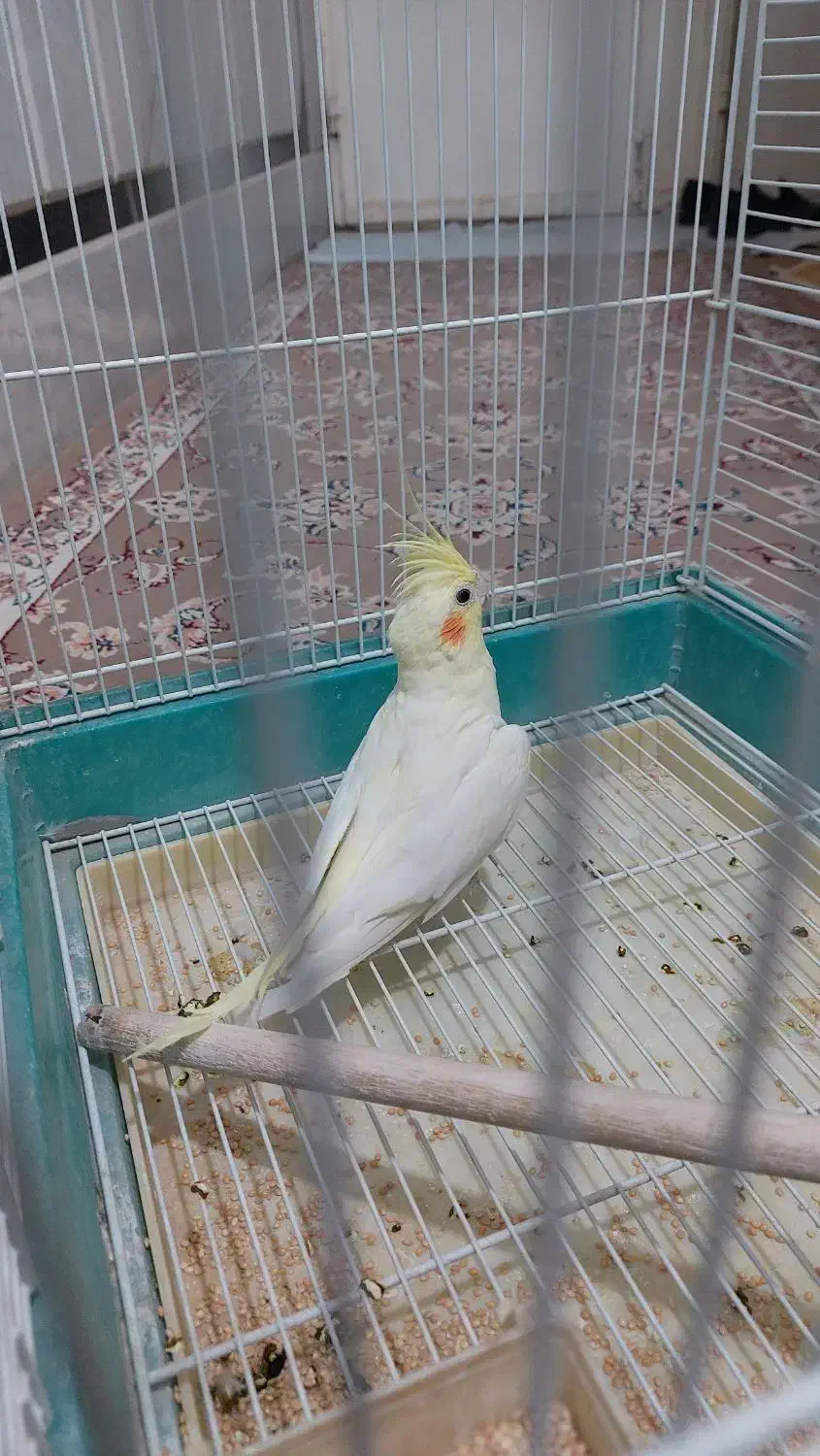 عروس لوتینو ماده بالغ|پرنده|سراوان, |دیوار