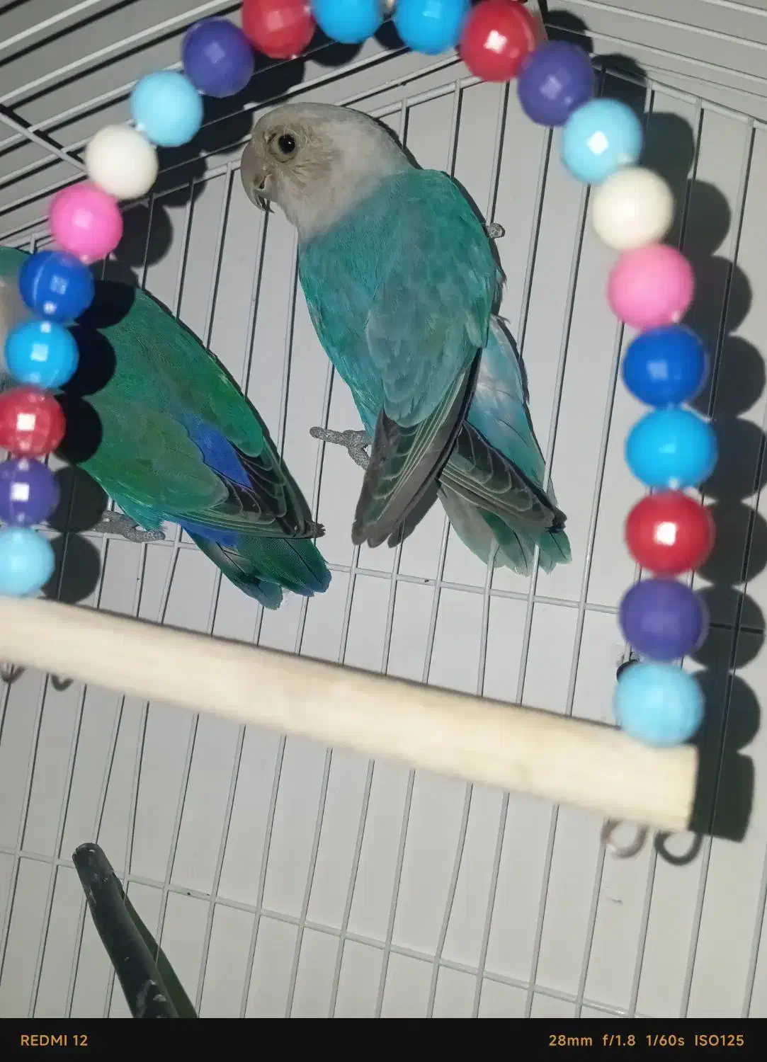 کتوله|پرنده|سراوان, |دیوار