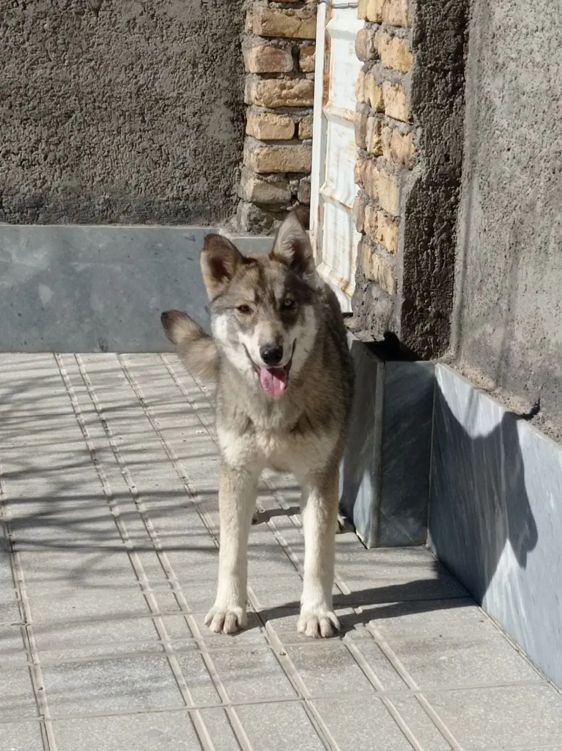 هاسکی|سگ|زنجان, |دیوار