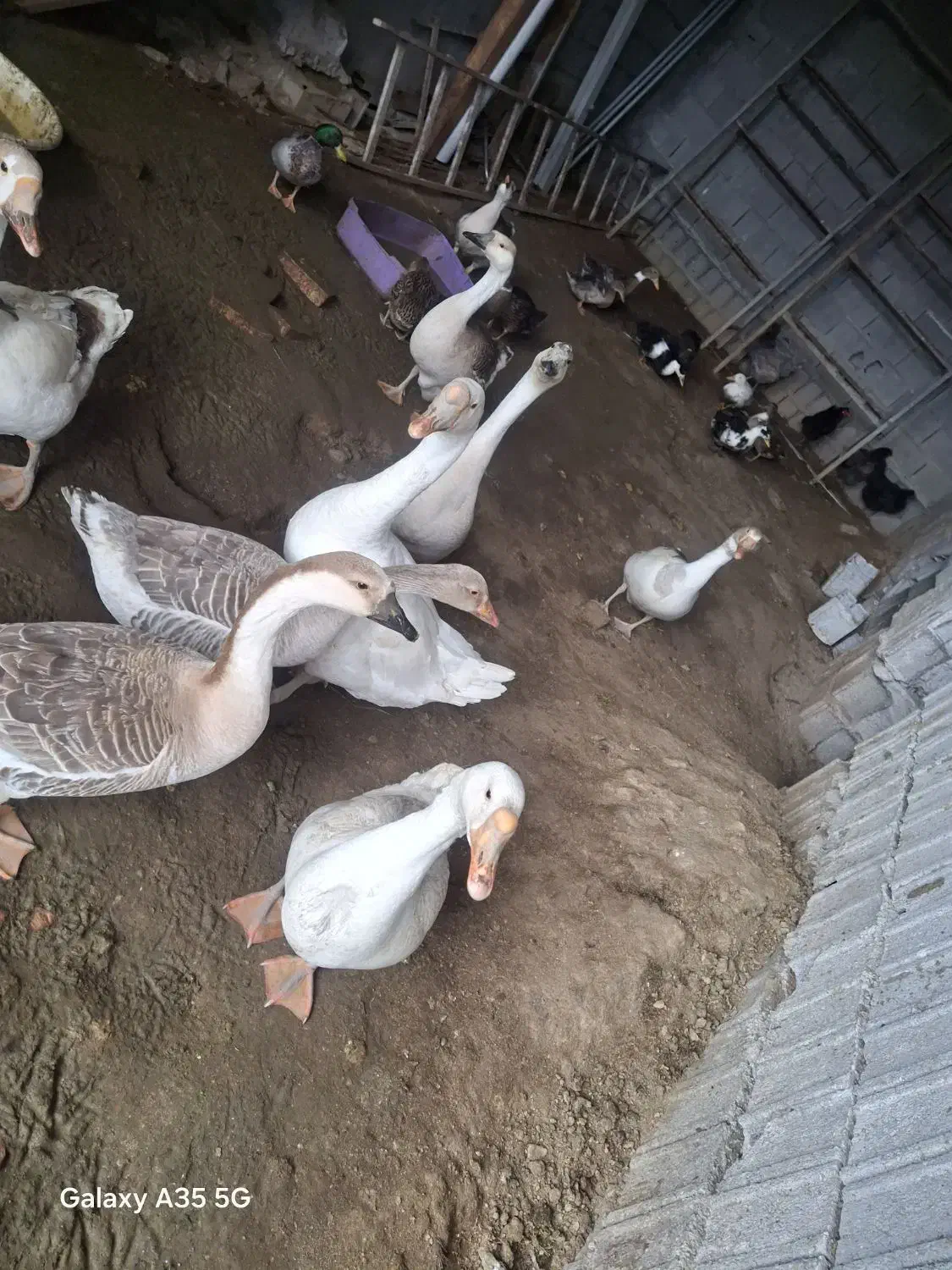 غاز بالغ|حیوانات مزرعه|بابلسر, |دیوار