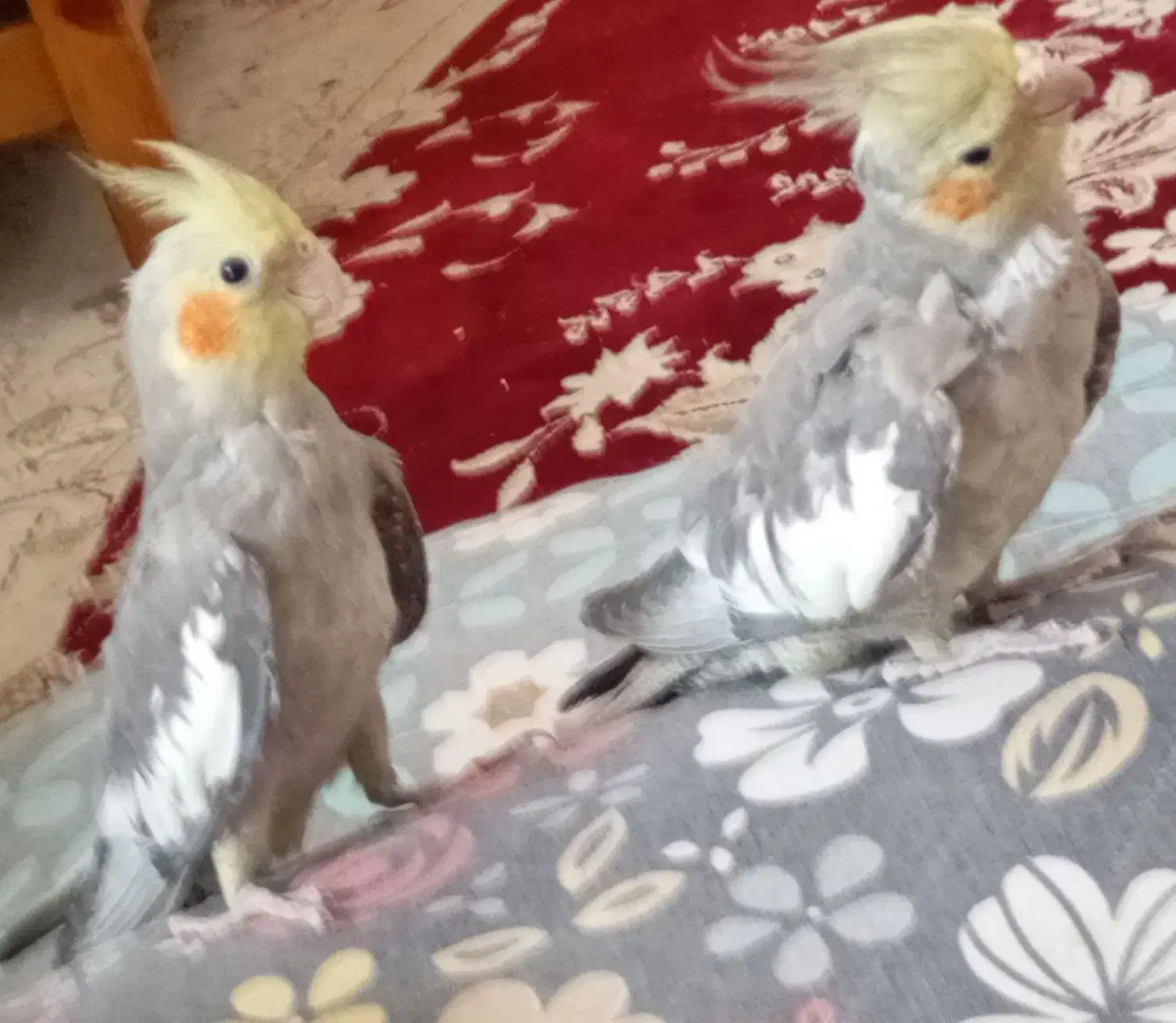 سلام طوطی عروس جفت|پرنده|رشت, جماران|دیوار