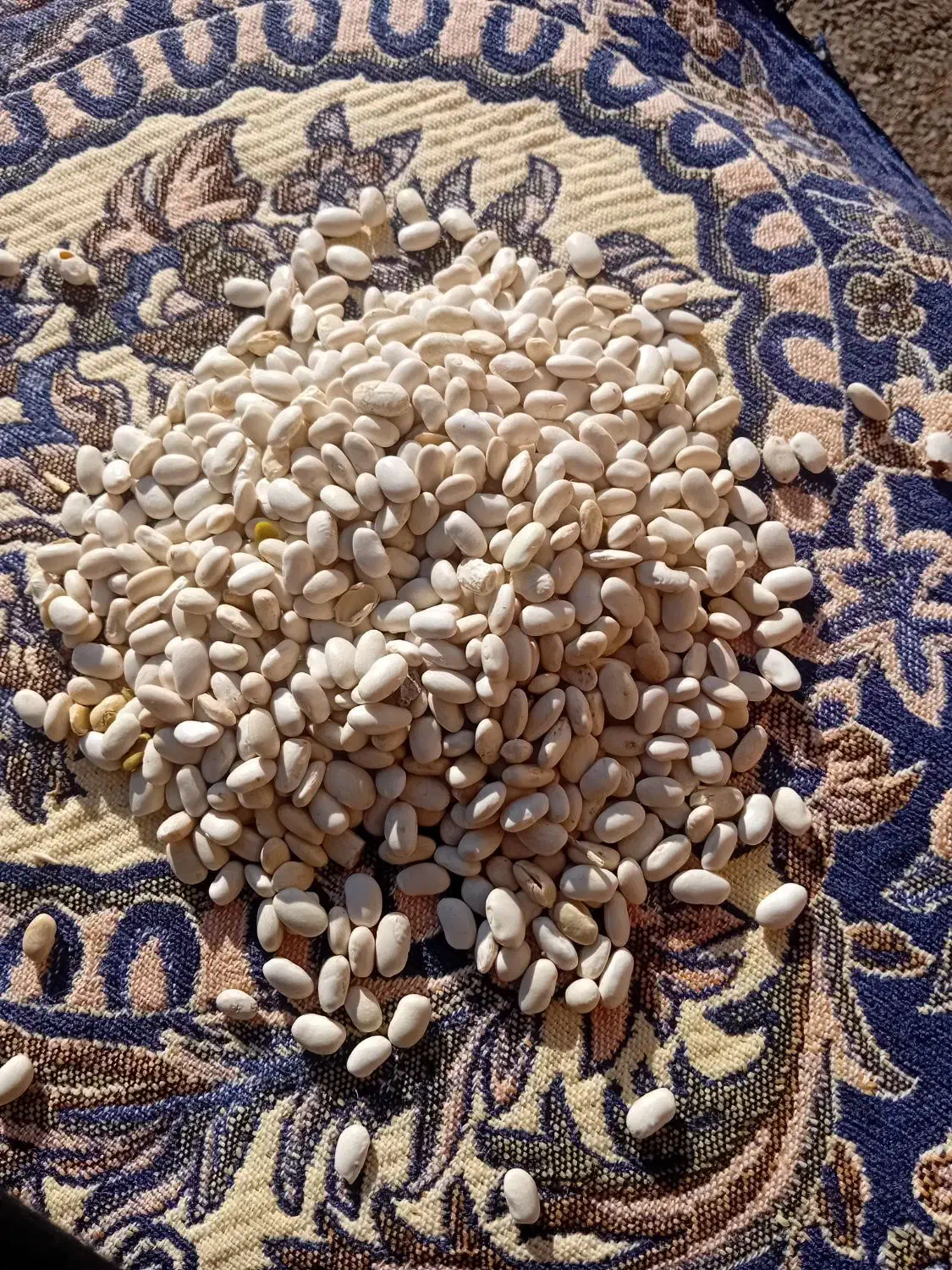 لوبیا سفید تمیز کاشت امسال|عمده‌فروشی|ری, علایین|دیوار