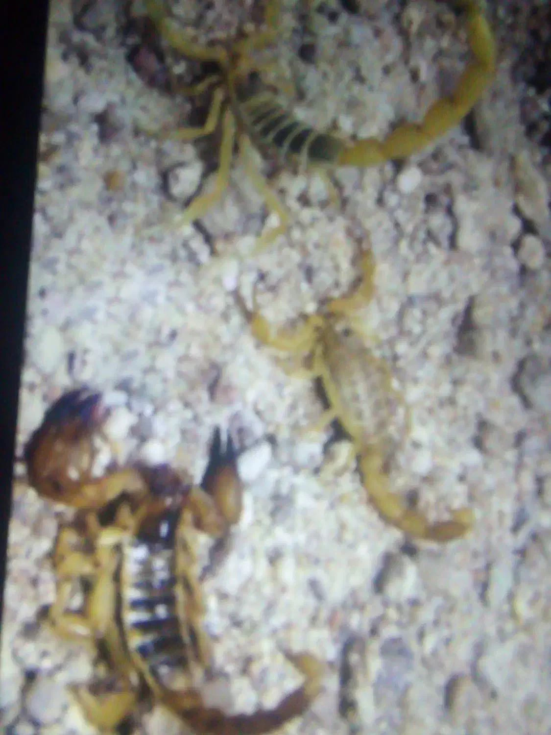 سمپاشی سوسک ساس سم پاشی تضمینی فقط دریک جلسه|خدمات نظافت|مشهد, کلاهدوز|دیوار