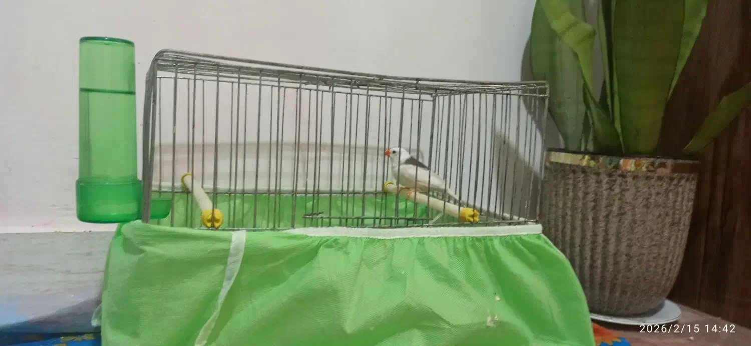 فنچ با قفس|پرنده|رشت, کوی مهر|دیوار