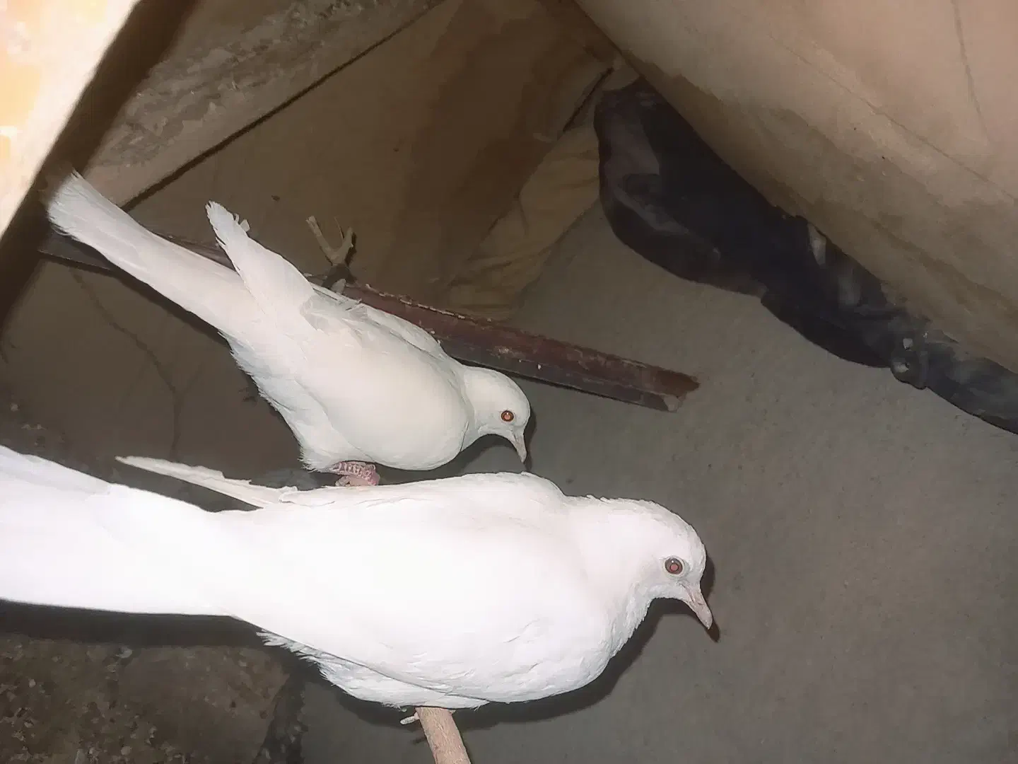 مجسمه|مجسمه، تندیس، ماکت|زابل, |دیوار