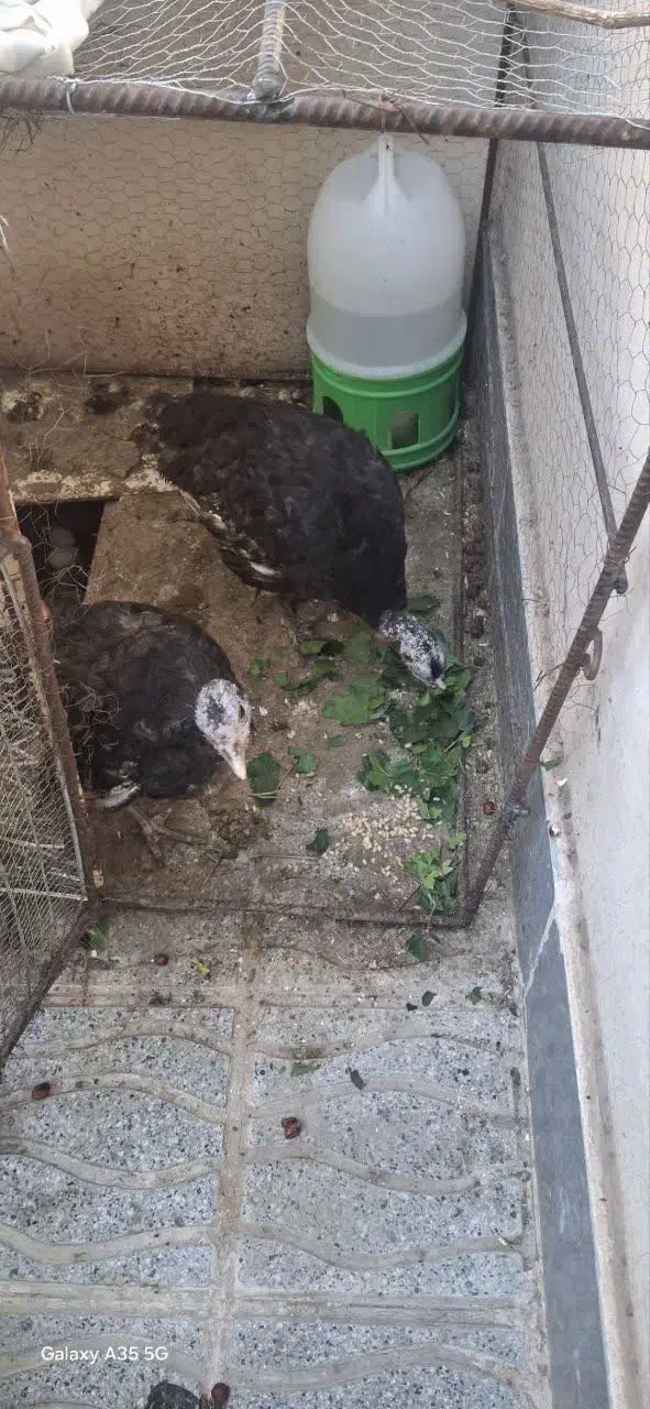 دو عدد بوقلموی جوان،تخم گذار|حیوانات مزرعه|بیرجند, |دیوار