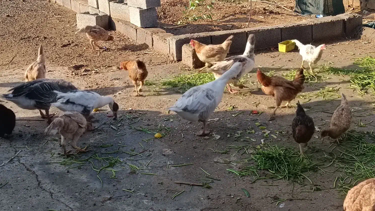 مرغ محلی و غاز|حیوانات مزرعه|دهلران, |دیوار
