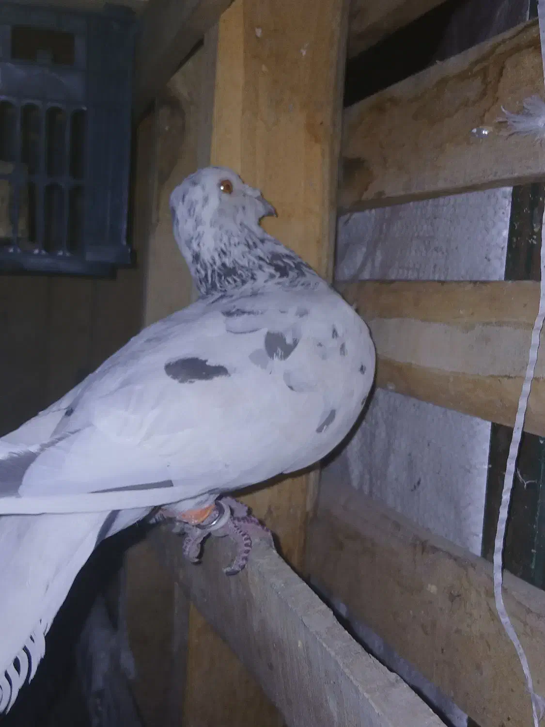 قزوینی پلاکی|حیوانات|اشتهارد, |دیوار