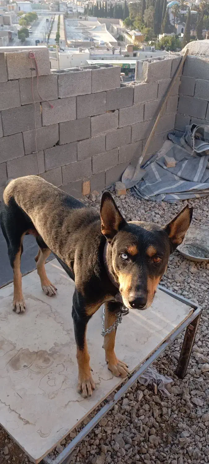 سگ دوبرمن|سگ|شیراز, سعدیه شمالی|دیوار