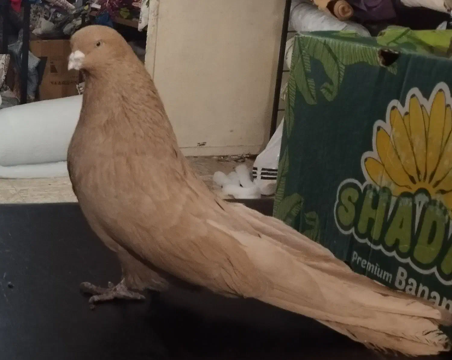 زرد مخملی|پرنده|اندیشه, اندیشه فاز ۲|دیوار