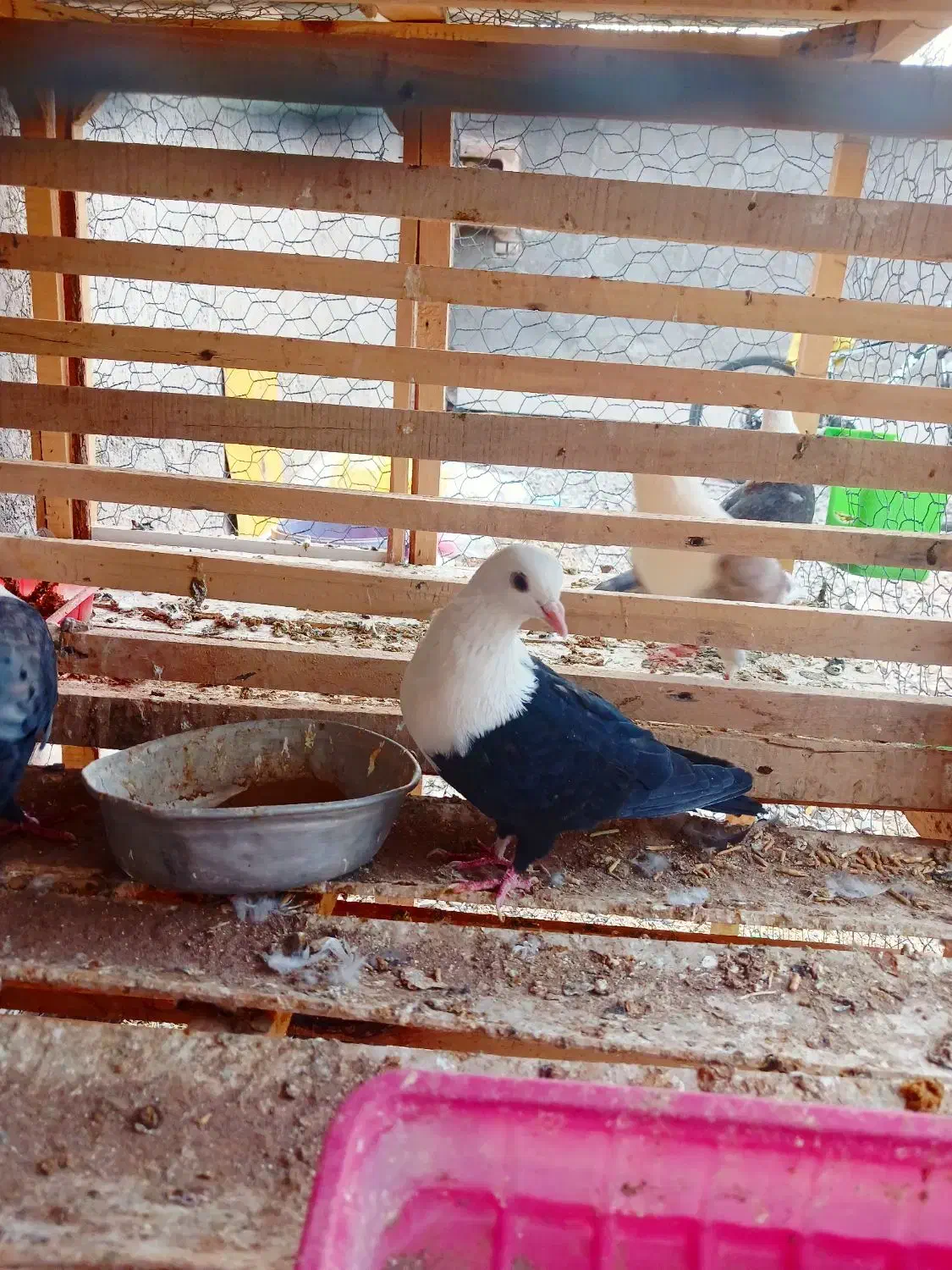 کله سفید نر پاک و بدون غلط عروسک|پرنده|آیسک, |دیوار