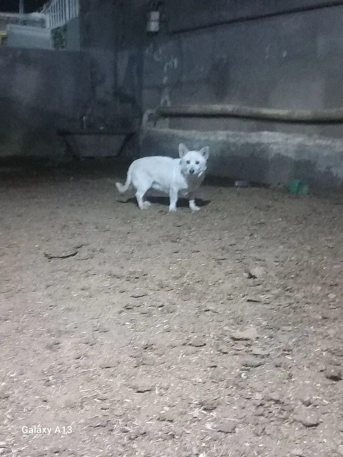 پاکوتاه|سگ|نیشابور, دارایی|دیوار