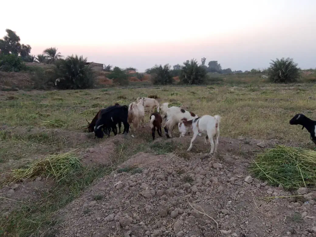 بز ۸ عدد|حیوانات مزرعه|حمیدیه, |دیوار