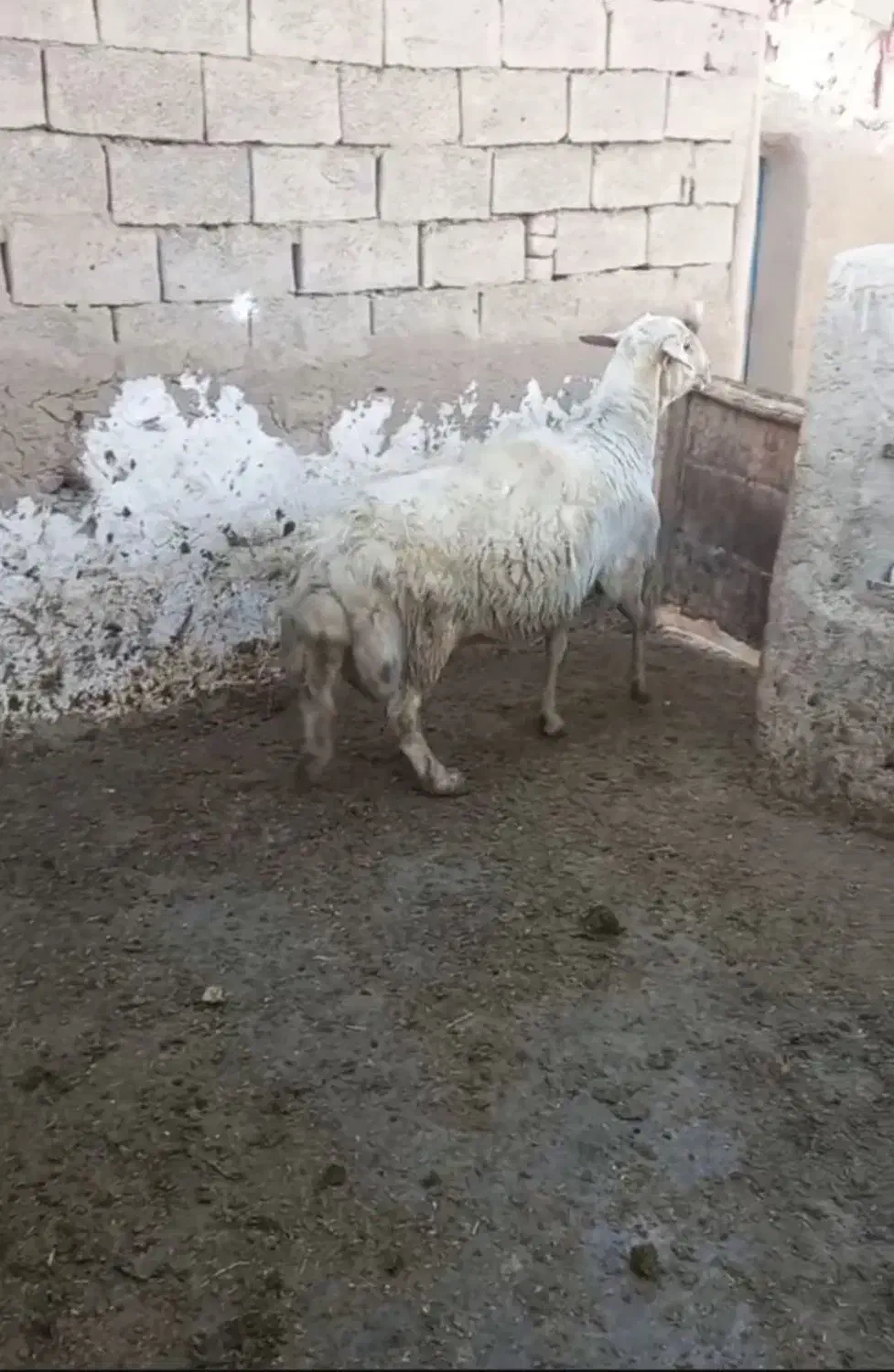 شیشک قوچ زانو زن|حیوانات مزرعه|خنداب, |دیوار