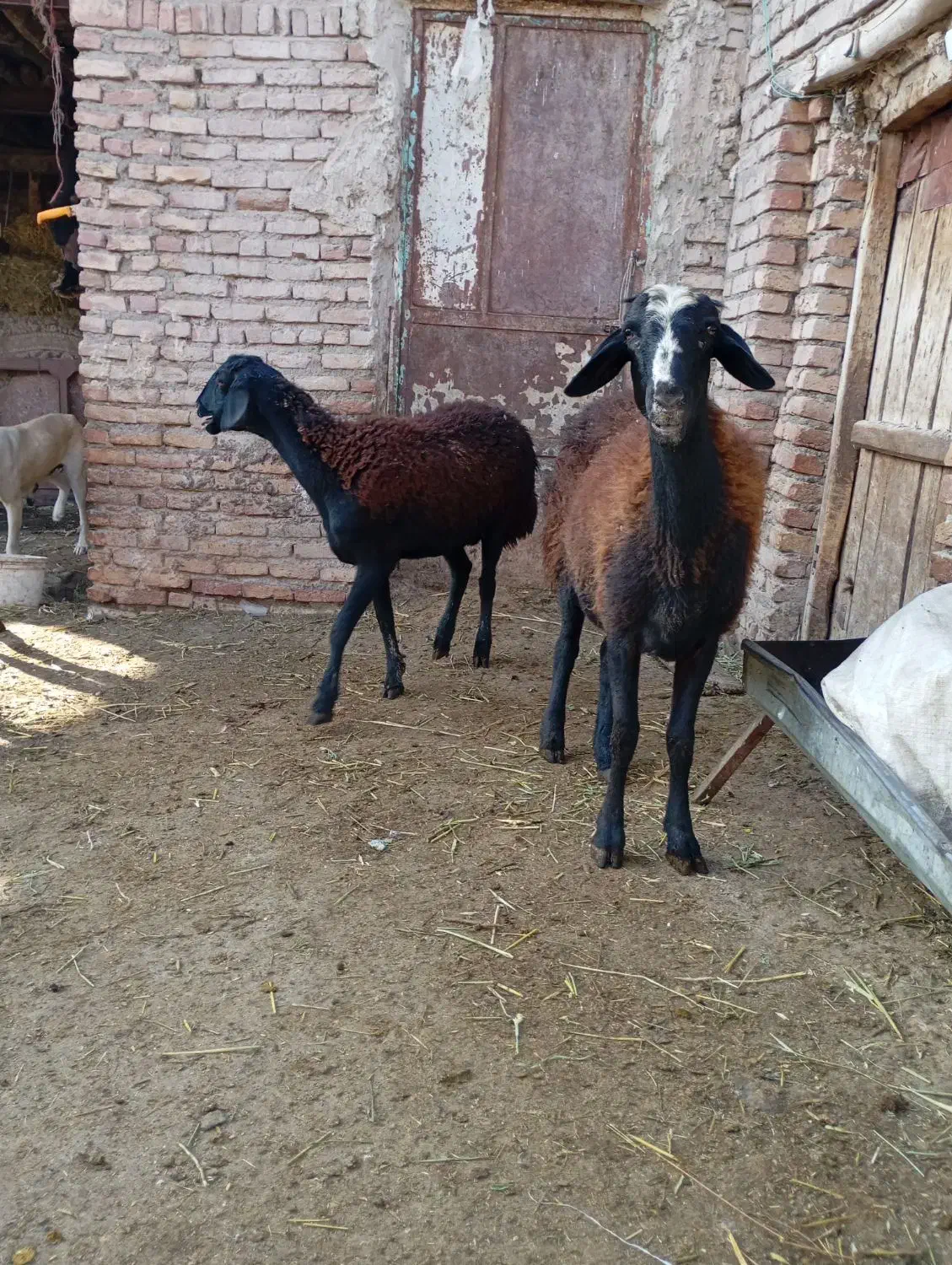 فروش دو عدد گوسفند بره دار|حیوانات مزرعه|سراب, |دیوار