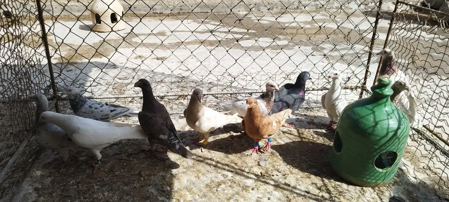 دسته دورگ|پرنده|خرمشهر, |دیوار