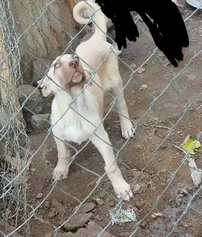 توله سرابی نر|سگ|نیر (اردبیل), |دیوار