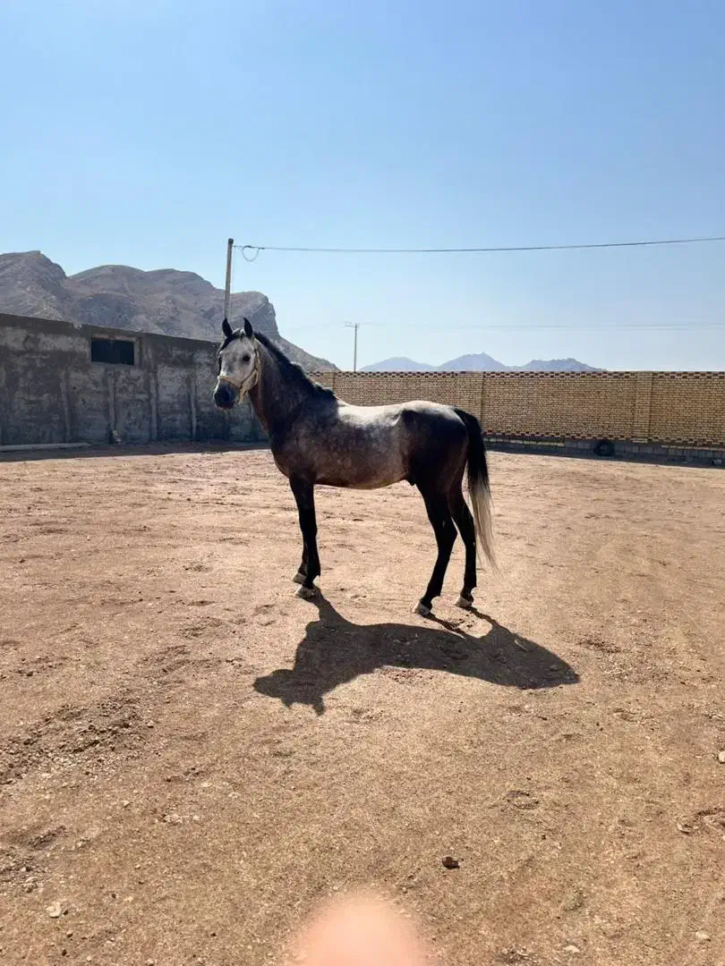 اسب فروشی۲|اسب و تجهیزات اسبسواری|چابهار, |دیوار