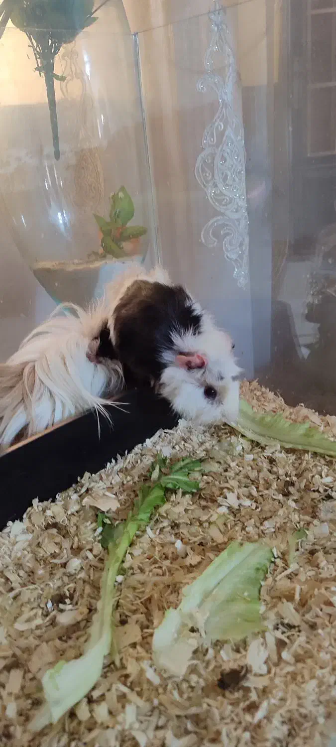 یک جفت خوکچه هندی|موش و خرگوش|اندیمشک, |دیوار