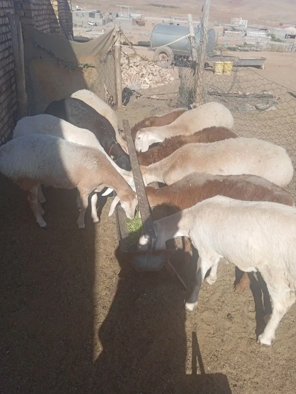 بره ماده چینی قندوزی|حیوانات مزرعه|کرمانشاه, |دیوار