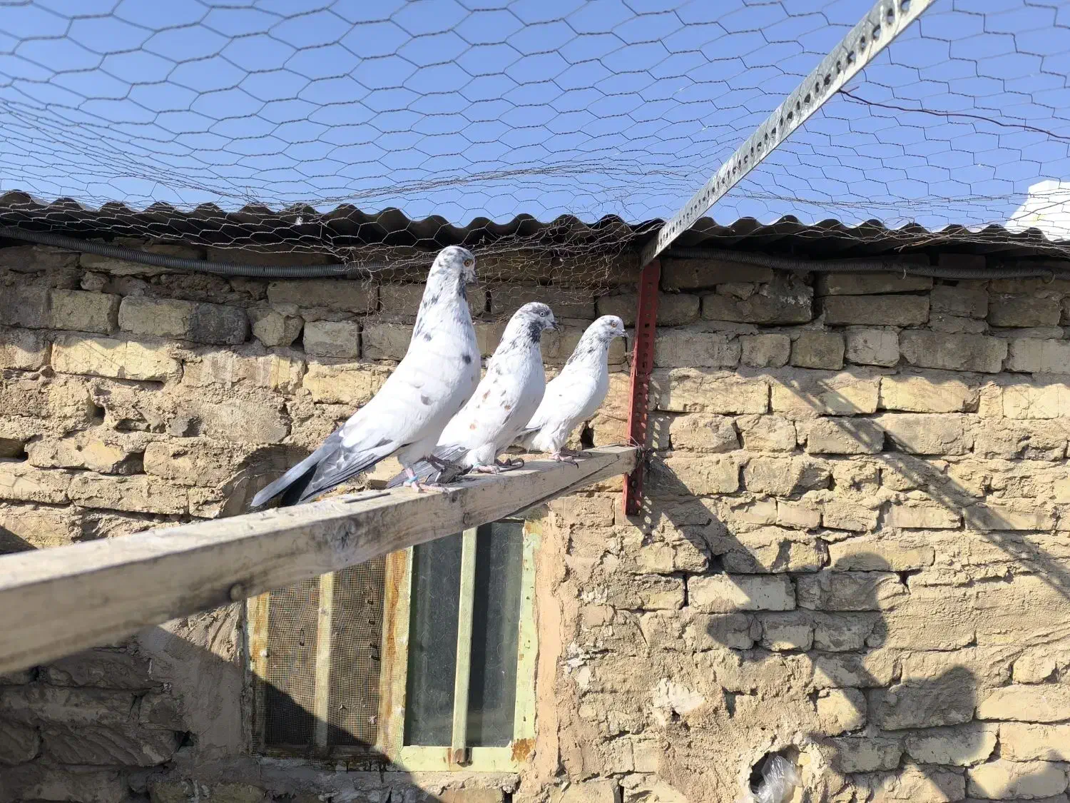 کله دم سبز|پرنده|اصفهان, پوریای ولی|دیوار