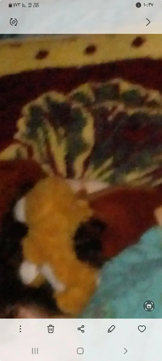 گمشده|اشیا|ایلام, |دیوار