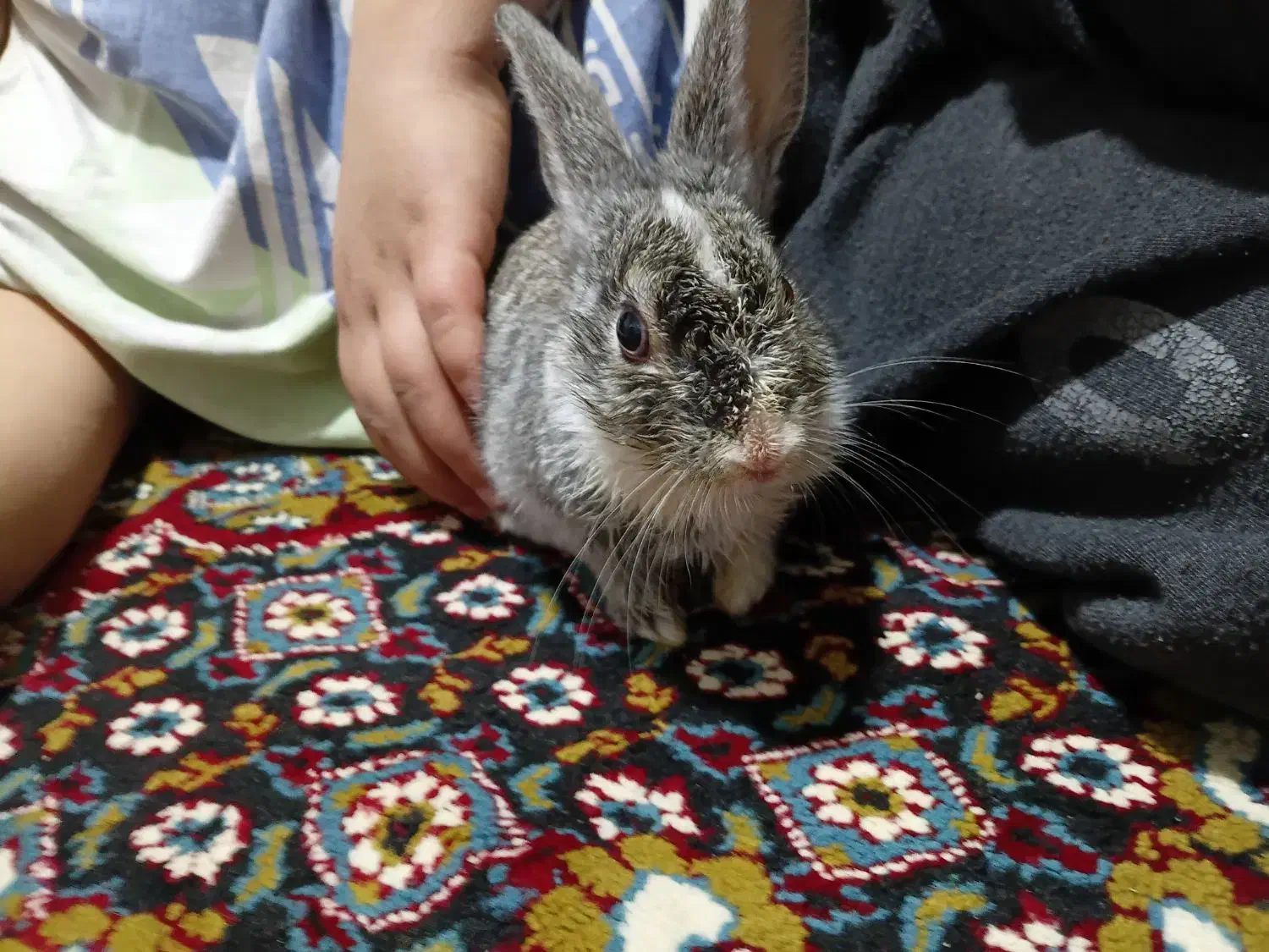 خرگوش|موش و خرگوش|ارومیه, |دیوار