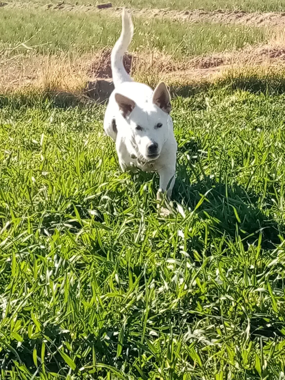 پاپی 4 ماهه گوش تیز|سگ|تربت‌حیدریه, قاسم آباد|دیوار