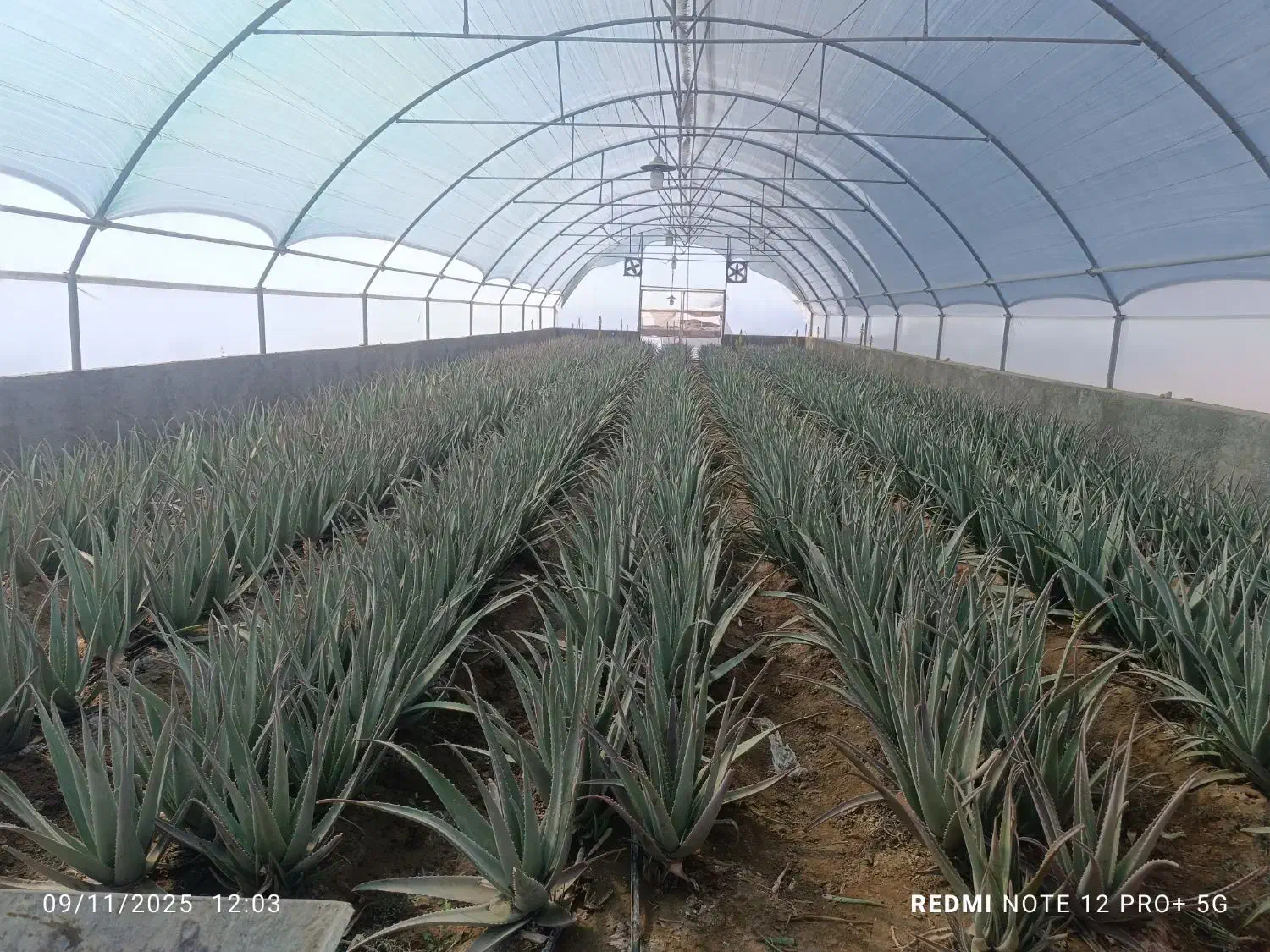 آلوئه ورا|گل و گیاه طبیعی|خوسف, |دیوار