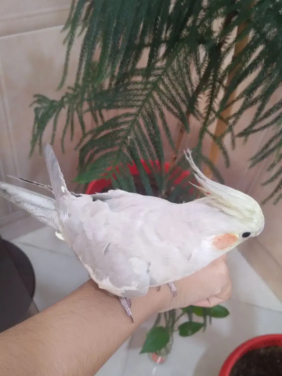 عروس هلندی|پرنده|سیرجان, |دیوار