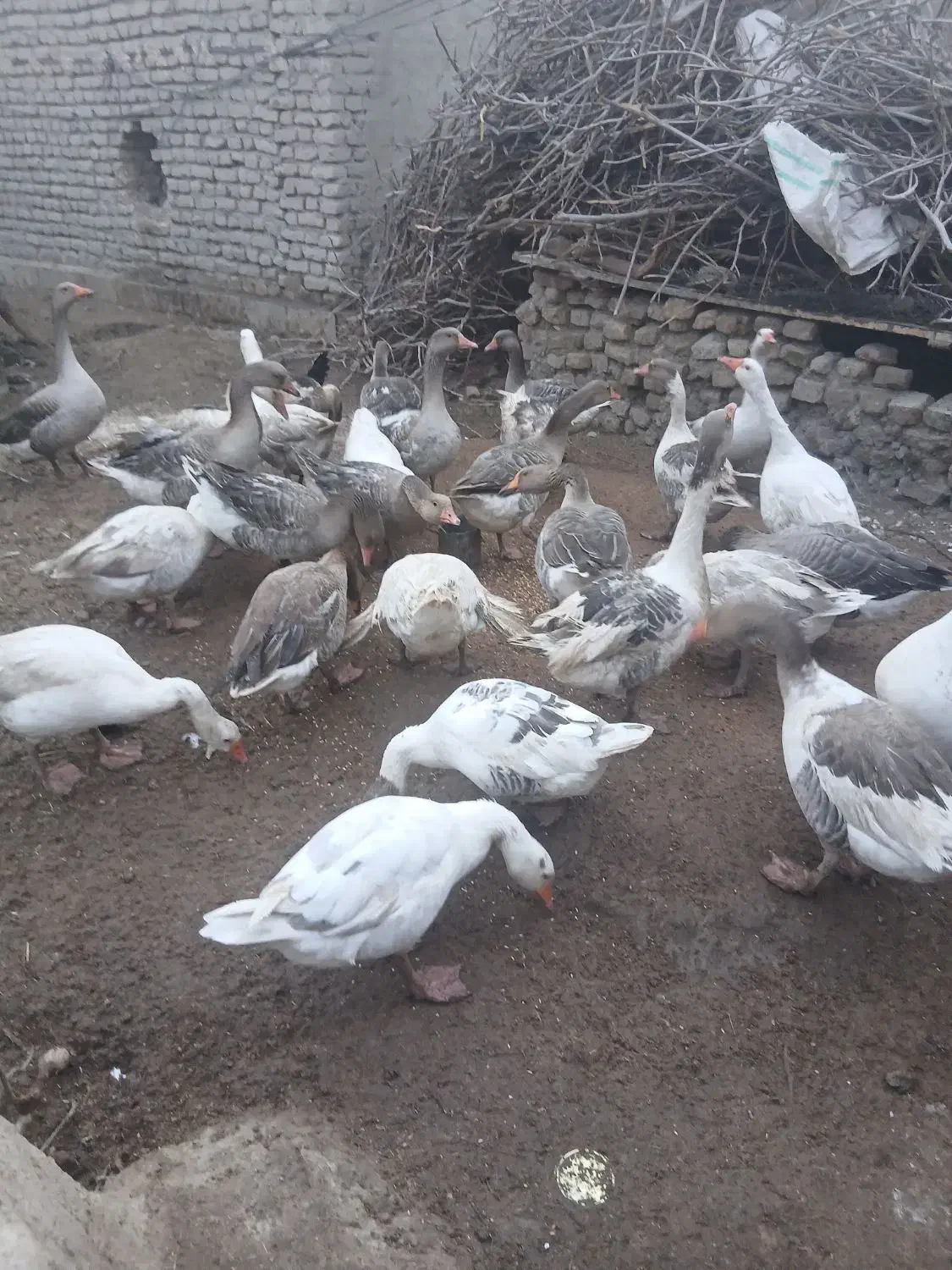 بط محلی یا غاز محلی به فروش می رسد ده تا|حیوانات مزرعه|نیمروز, |دیوار