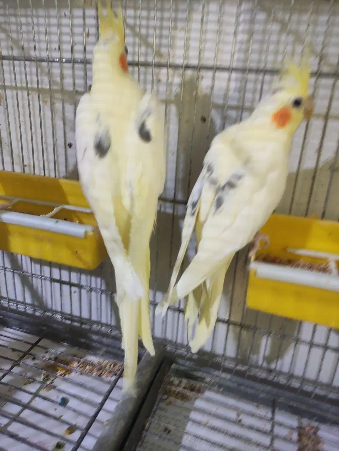 عروس هلندی دوکت|پرنده|بندرعباس, |دیوار