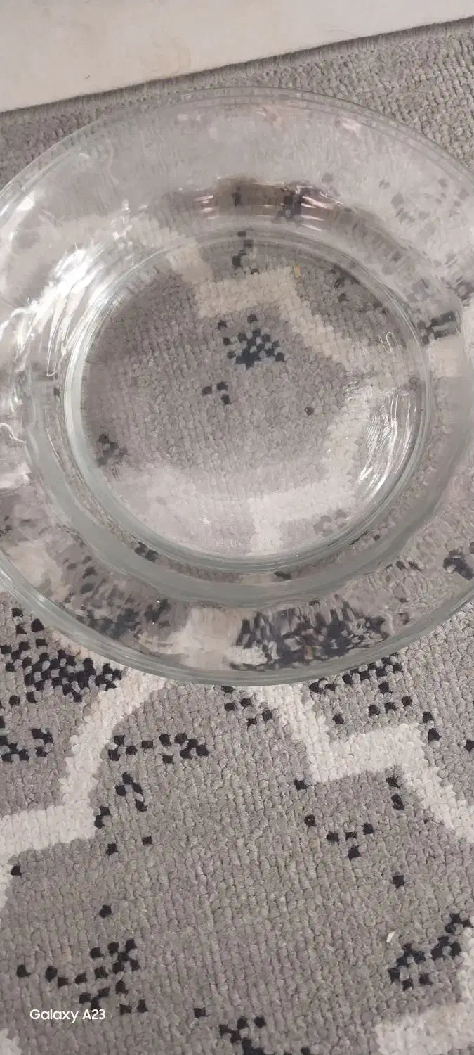 بشقاب شیشه ای لب انگشتی ۳۰۰هزار تومن|ظروف سرو و پذیرایی|خرم‌آباد, |دیوار